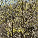 3월 28일 | [경기광주] 곤지암 화담숲 (3월 28일 방문 후기)