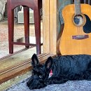 모모문구사 | [제주/애월] 귀여운 강아지 모모가 있는 제주도 애월 소길리 카페 추천, 골목카페 옥수