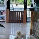 멍지트 이미지