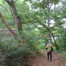 송악산 숲길 이미지