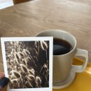 즈므로 | 강릉 즈므로스터리 후기, 드립커피 제대로 하는 조용한 카페