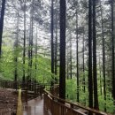 '장성 축령산 편백숲'... 70년 된 편백 나무의 향연 이미지
