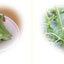 초우농장 이미지