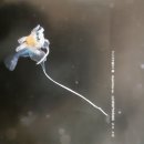 LARVA STAGE 이미지