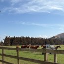 금복목장 이미지