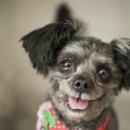 퍼스트독, 캣 이미지