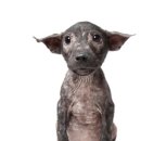 ANOTHER DOG 이미지