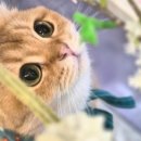 고양이카페 루프캣미 명동점 이미지