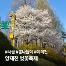 시민의숲산책로1-11 | 양재천 시민의숲 벚꽃 | 개화 상태·축제 정보 소원카페 테라스 뷰 후기 총정리