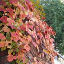 부천초등학교 이미지