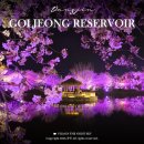 장전평2리-01 | 당진 면천 골정지 골정저수지 벚꽃 야경 명소 가볼만한 곳