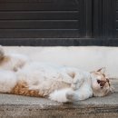 행복한고양이 이미지