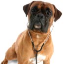 ZOO동물병원 이미지