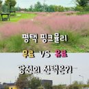 바람새마을 | 평택 핑크뮬리 스팟 내리문화공원(무료) 구절초 위치 VS 바람새마을(유료) 가을꽃 후기