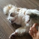어리 Daum카페