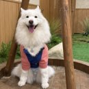 펫브런치 네이버블로그