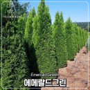 선명조경관리 이미지