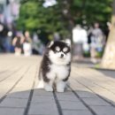 미니펫 강아지분양 고양이분양 강남점 이미지