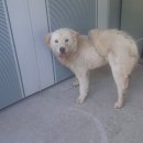 용성초교 이미지