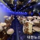 시영농장2 이미지