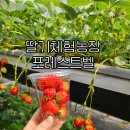 몽땅 포레스트 | 용인 포레스트벨 딸기농장체험 실내가볼만한곳 동물체험까지 완벽한 하루