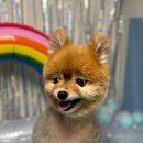 서른살나의펫 이미지