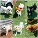 더예쁘개 이미지