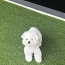 강아지호텔 | 광주애견유치원추천 퍼피토피아 첨단점에서 광주강아지호텔 이용한 후기, 첨단애견호텔 만족했어요