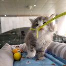 서울고양이분양 묘연 이미지