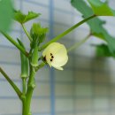 더오크라 이미지