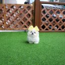 도그비숑 | 예쁜 미니비숑분양 노하우 구리강아지분양과 함께! (도그캐슬/프리미엄반려견입양)