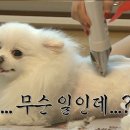 순심이 애견미용 이미지