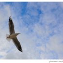 부산갈매기 이미지