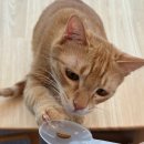 냥스테이 고양이 카페 네이버블로그