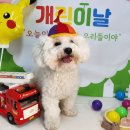 영종독 반려견 호텔, 유치원 이미지