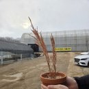 허브세상 | 스투키 키우기/분갈이 후기(by.일산꽃집 미스터허브 식물공방)