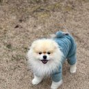 오멍가멍 애견카페&호텔 이미지