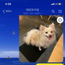 멍멍과자점 이미지