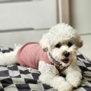 행복한요나네 이미지