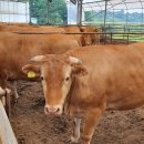 목동한우농장 이미지