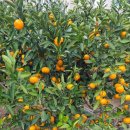 선영이네농장 이미지