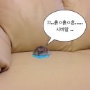 낭낭이네 이미지