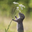 아기다람쥐 이미지