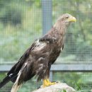 서울시 야생동물 구조센터 이미지