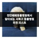 베베동물병원 이미지
