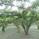 낙원농장 이미지