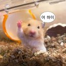 딱대 네이버블로그