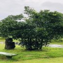 신효동 하귤나무 이미지