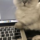 블리 블리 이미지