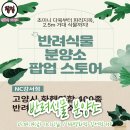 하늘정원다육이 | [팝업]반려식물 분양소 오픈! NC백화점 강서점 완벽 총정리